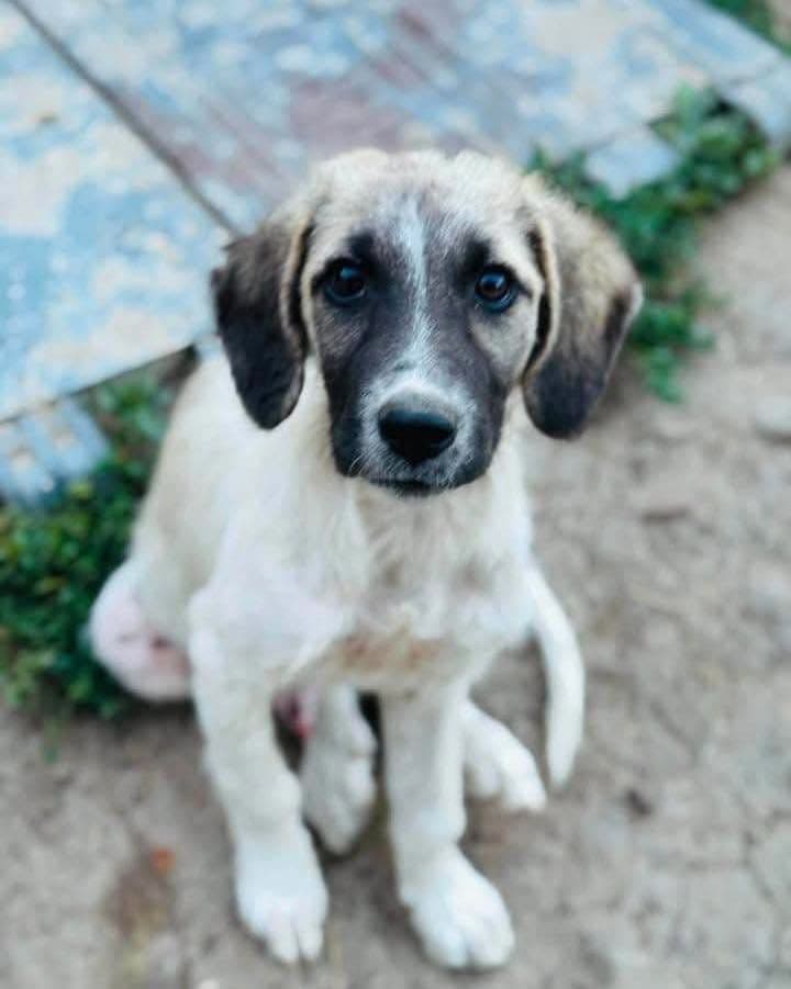 Bu Masum Yavruya Acilen Yuva Lazım, Eskil / Aksaray