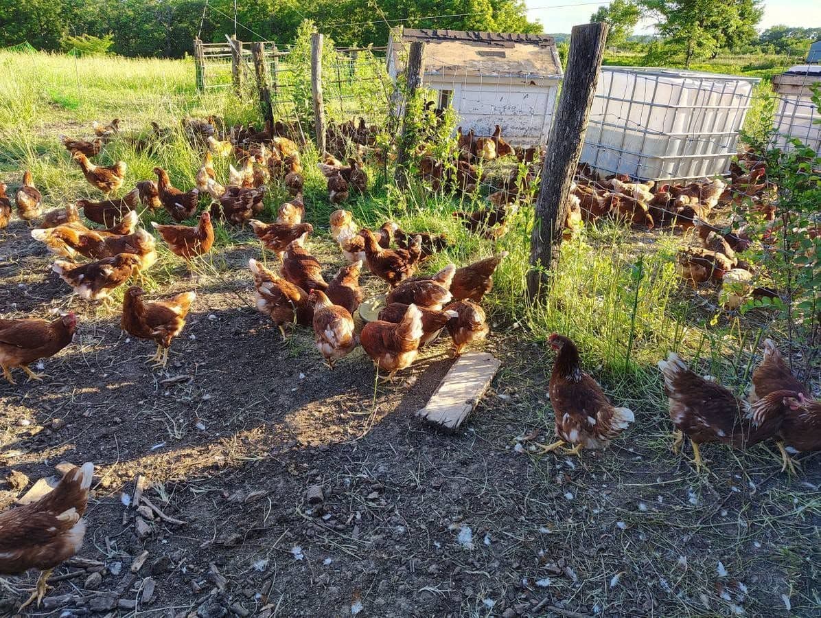 Salma Tavukçuluğa Uygun Yüksek Verimli Kırmızı Yarka / Tavuklar! 🐔🥚 Sahibinden Satılık, Merkez / Erzincan