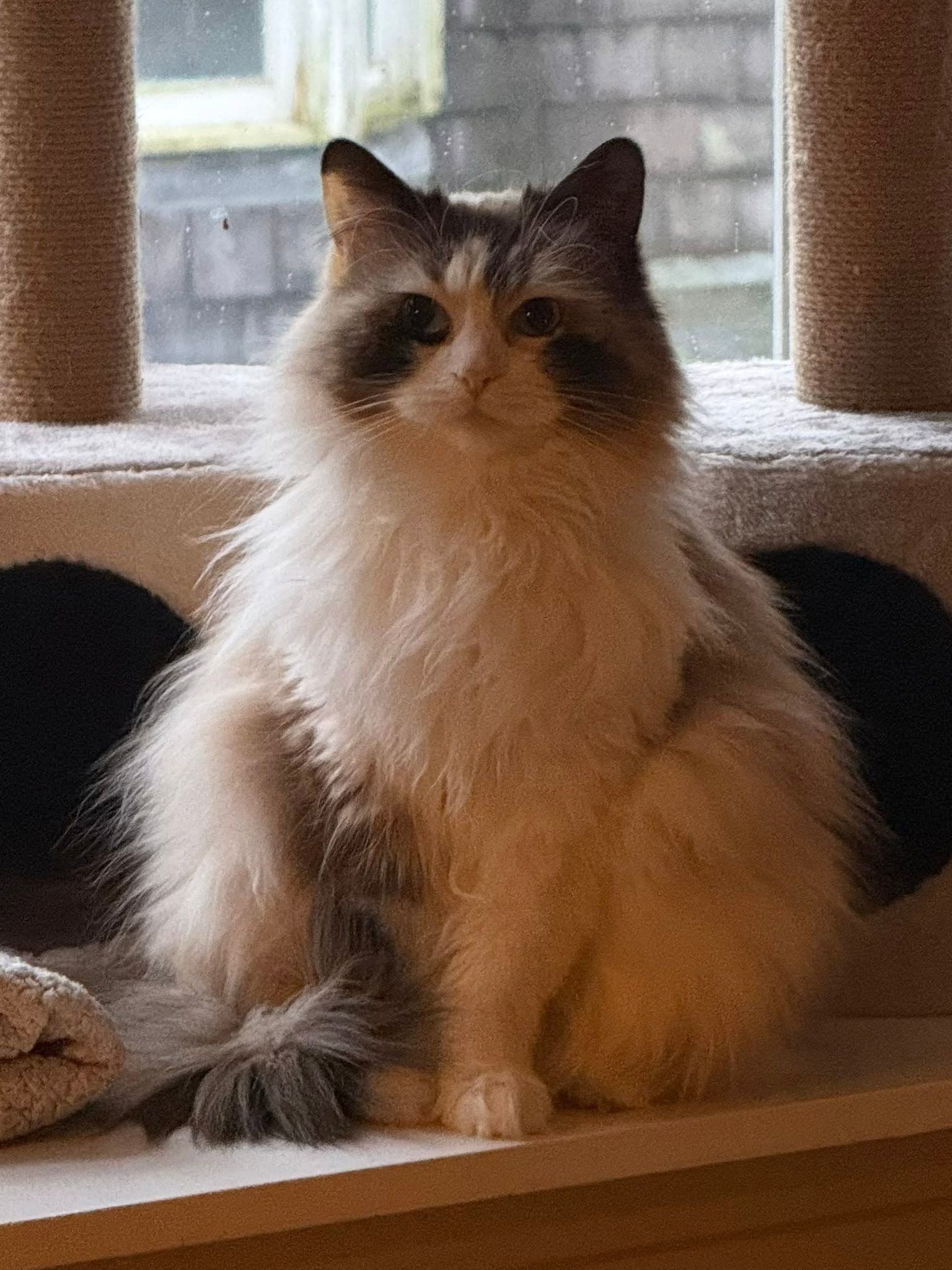 Prenses Edalı Pofuduk Tüy Ragdoll Melezi!, Havsa / Edirne