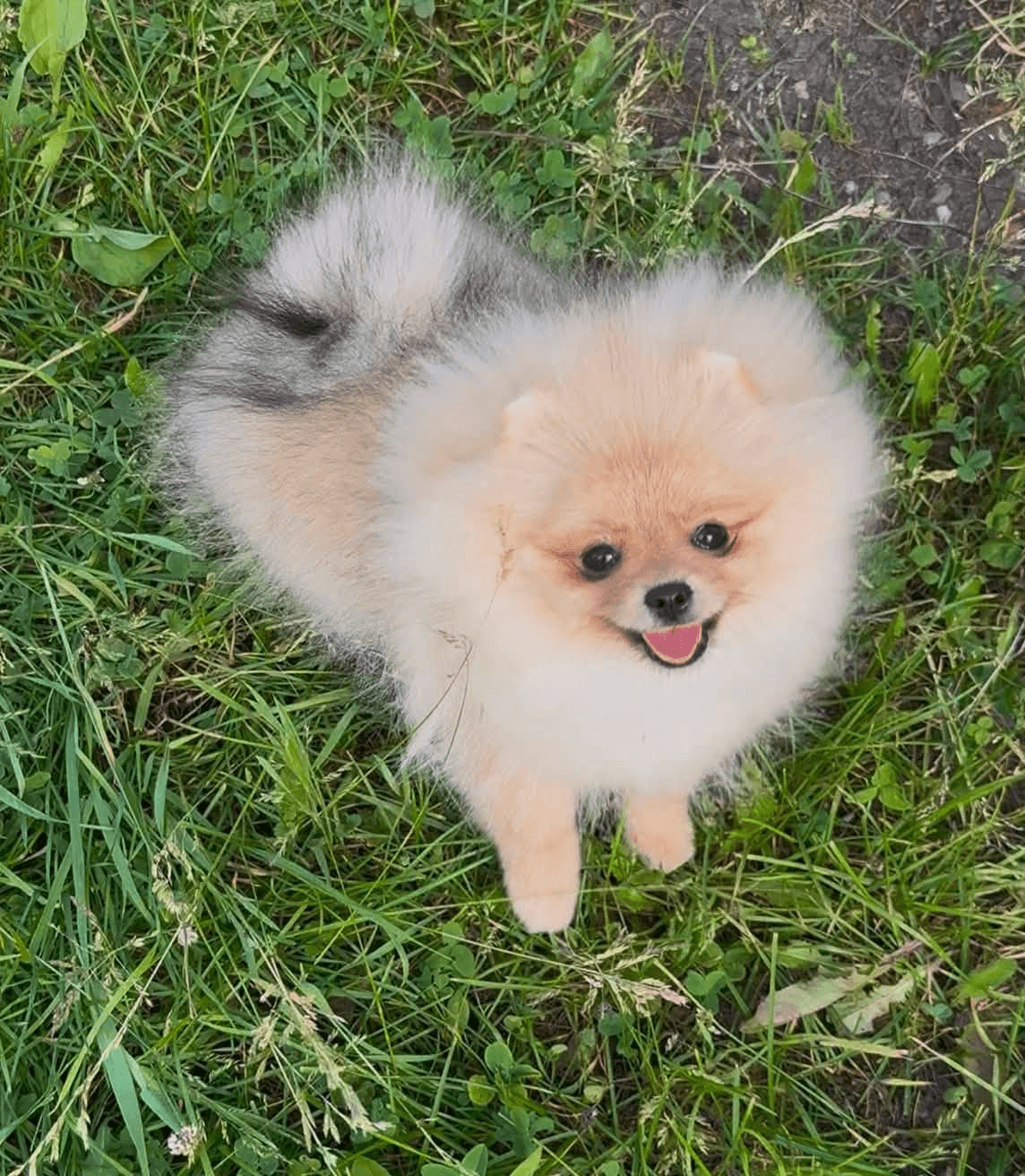 Ailemizin Yeni Üyesi Olacak Pomeranian Yavruları İçin İletişime Geçin, Ilgaz / Çankırı