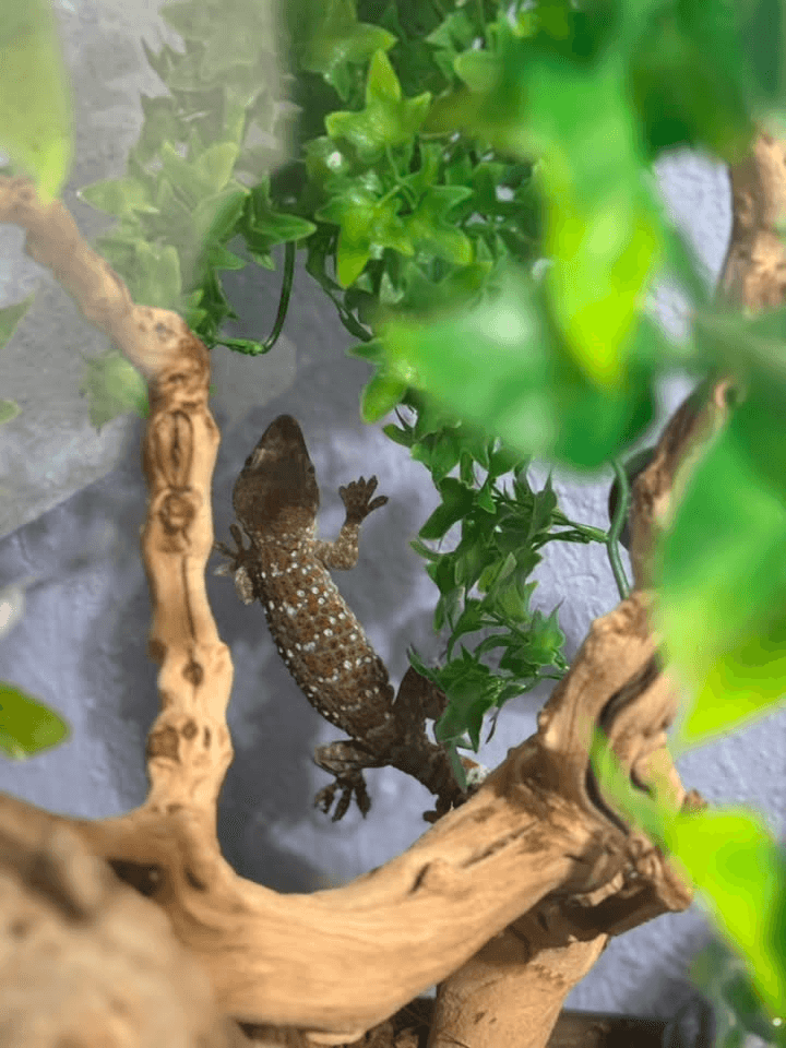 Tokay Gecko (Tokay Kertenkelesi) - Sağlıklı & Aktif, Defne / Hatay
