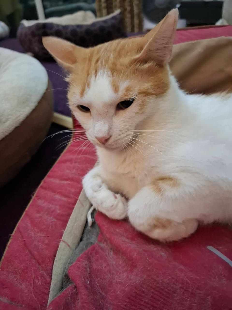 Bu Masum Bakışları Yarı Yolda Bırakmayalım! Acil Yuva, Beylikdüzü / İstanbul