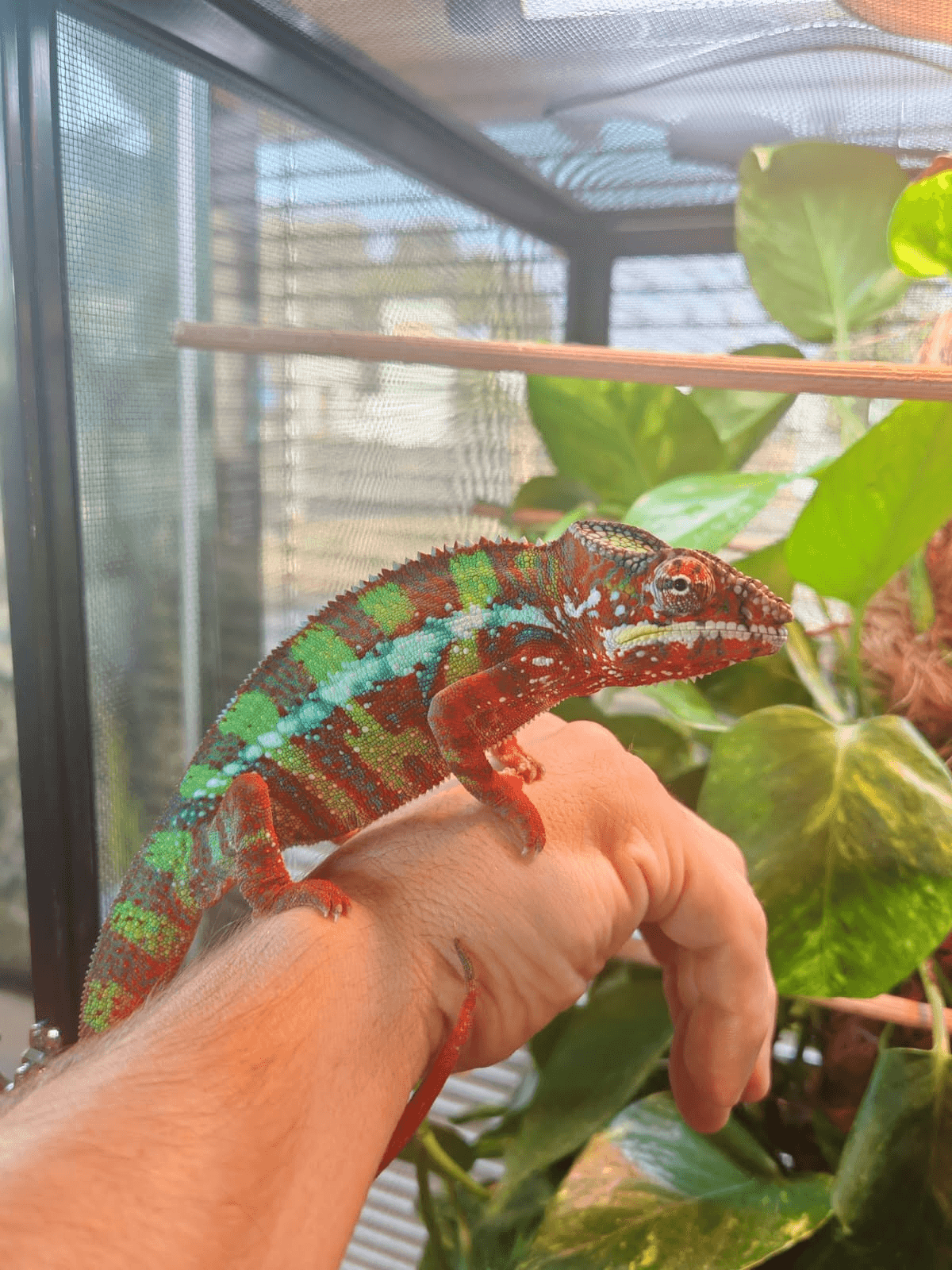Yüksek Renk Formu Panter Bukalemun (Panther Chameleon), Demirözü / Bayburt