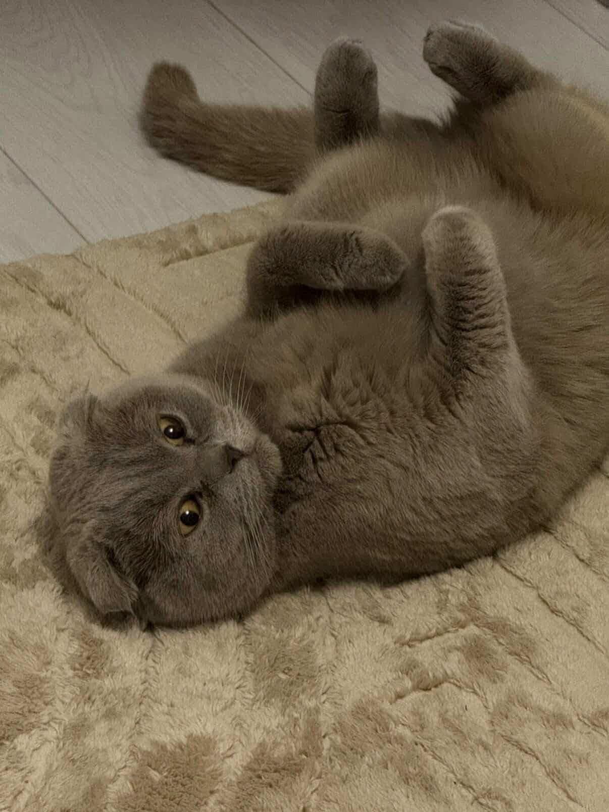 Çok Uysal ve Oyuncu Lilac Scottish Fold Kedimize Yuva Arıyoruz, Merkez / Bitlis