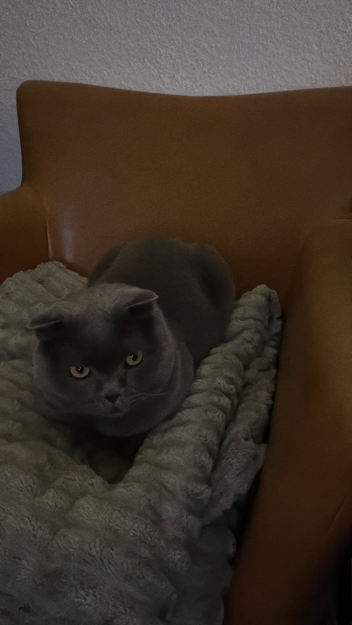 Alerji Nedeniyle Zorunlu Sahiplendirme - 2 Yaşında Scottish Fold (Mavi/Duman), Etimesgut / Ankara