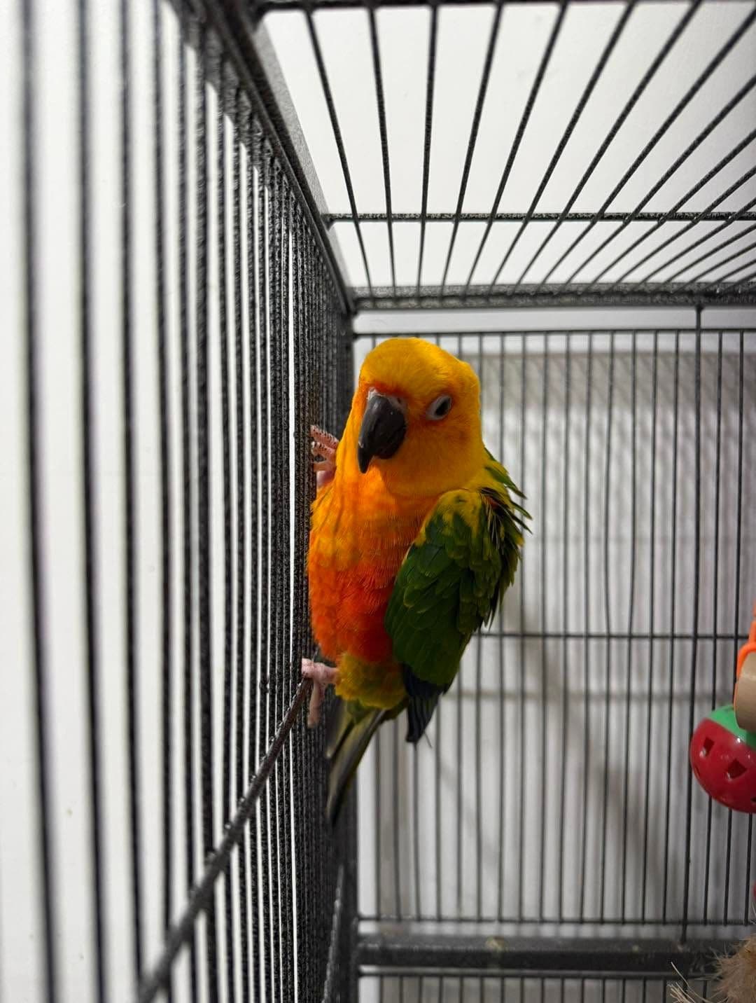 Oyuncu Sun Conure Papağanı, Merkez / Iğdır