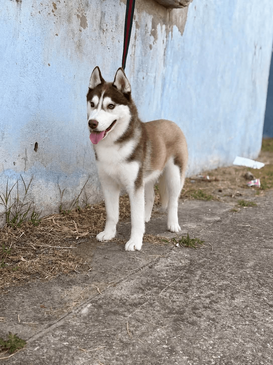 Ömürlük Yuvasını Arıyor: Genç Kızıl-Beyaz Sibirya Kurdu (Husky)!, Delice / Kırıkkale