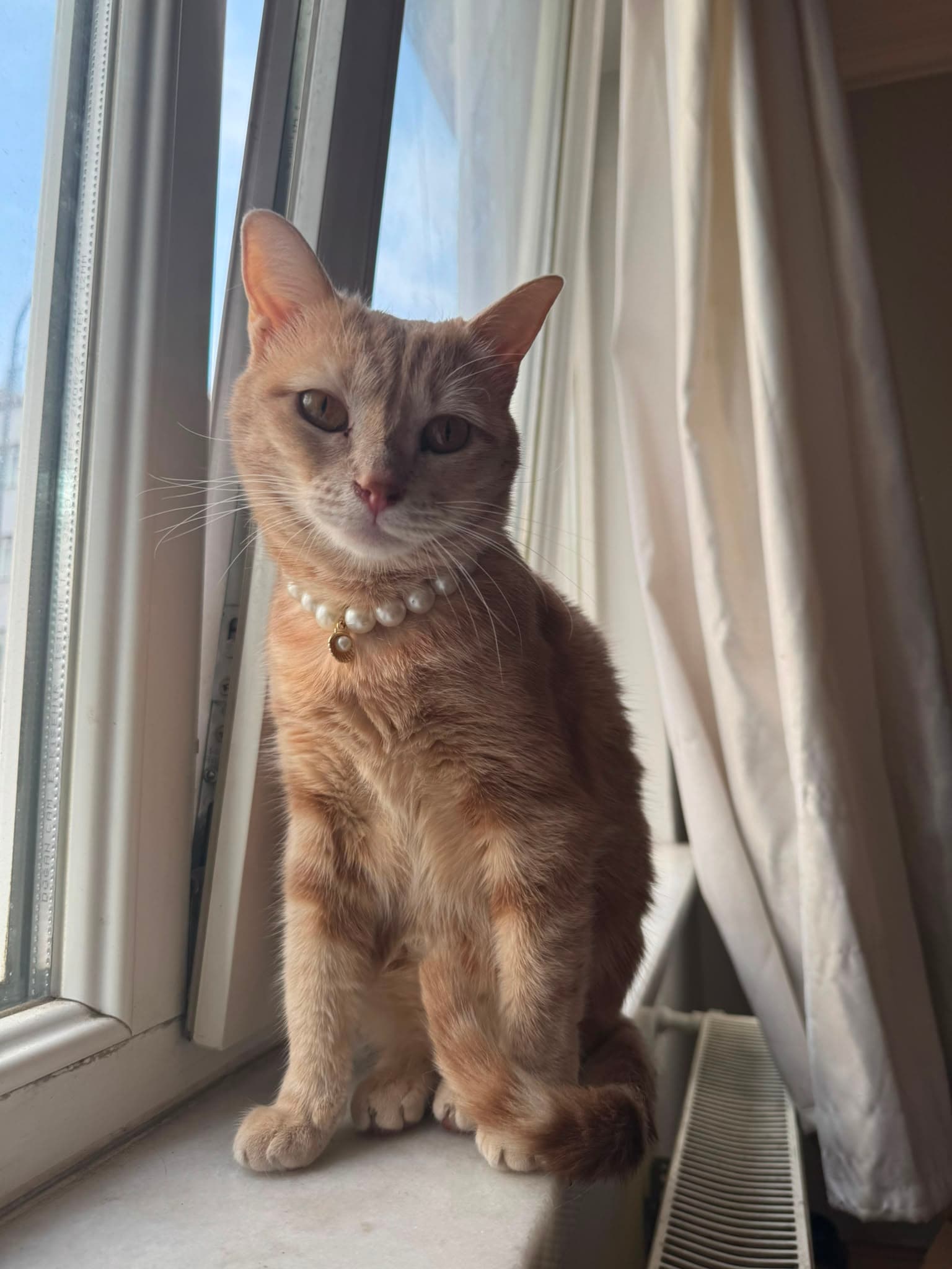 kedi suzi, Tepebaşı / Eskişehir