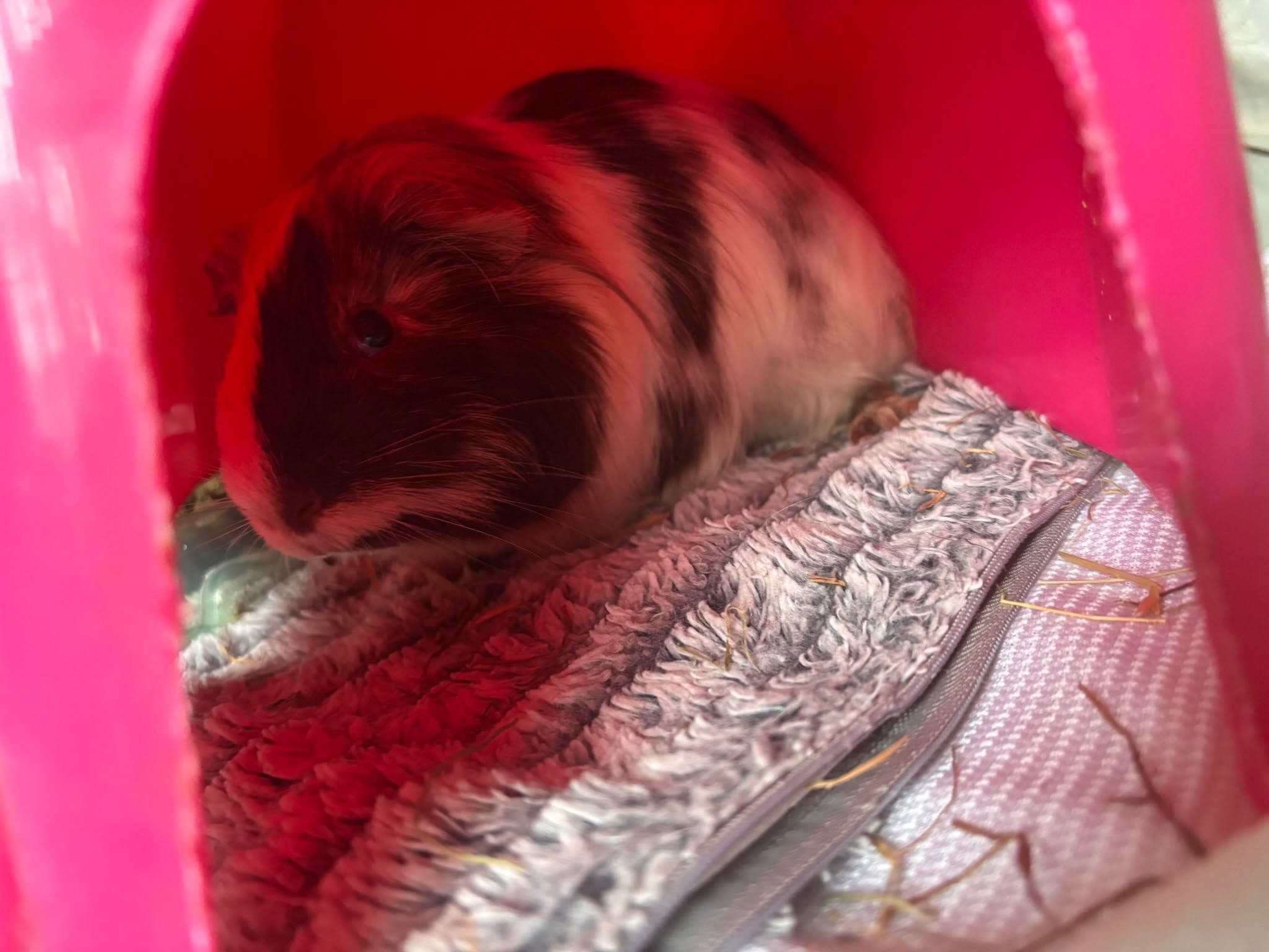 Tüm Malzemeleriyle Birlikte Satılık Sağlıklı Guinea Pig Takımı! 🐹🥬, Didim / Aydın
