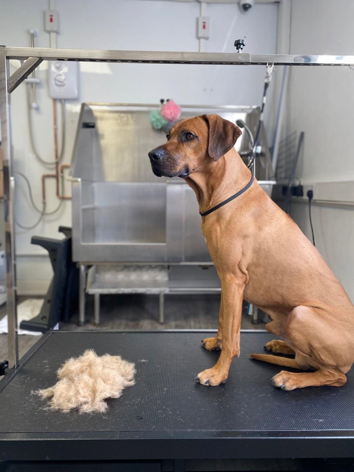 Asil ve Eğitimli Rhodesian Ridgeback Oğlumuz, Merkez / Aksaray