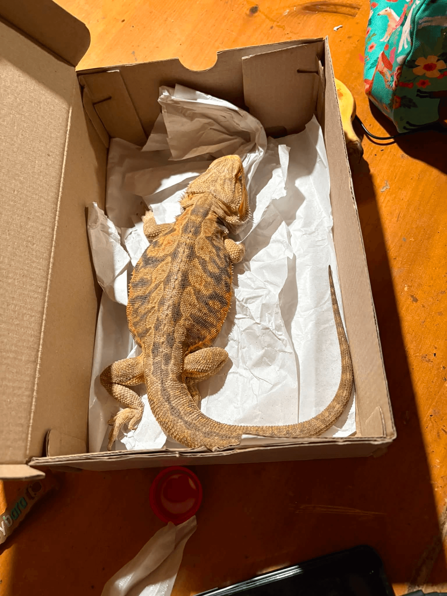 Sağlıklı Sakallı Ejder (Bearded Dragon) - Citrus Morph, Çobanlar / Afyonkarahisar