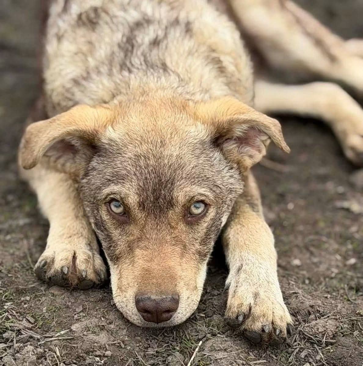 Büyüdüğünde Harika Bir Sadık Dost Olacak Özel Görünümlü Yavru, Ümraniye / İstanbul