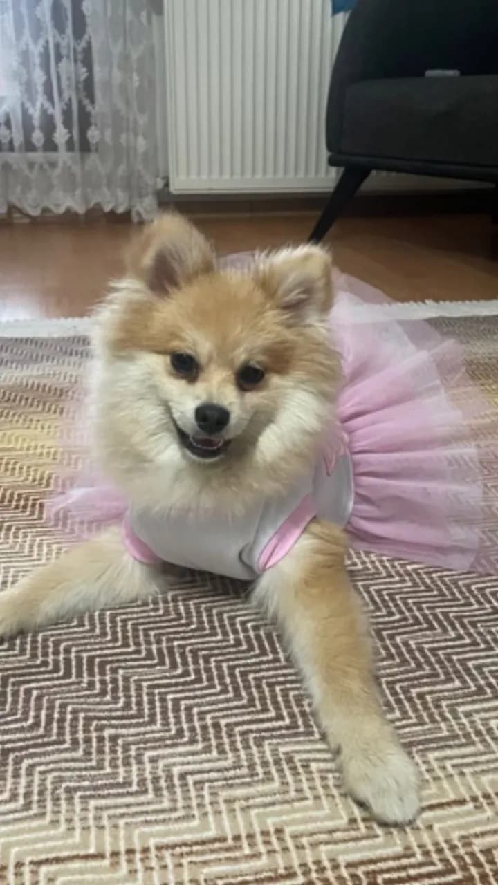 Pomerian, Avcılar / İstanbul