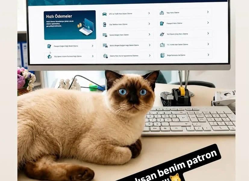 Ücretsiz sahiplendirme, Küçükçekmece / İstanbul