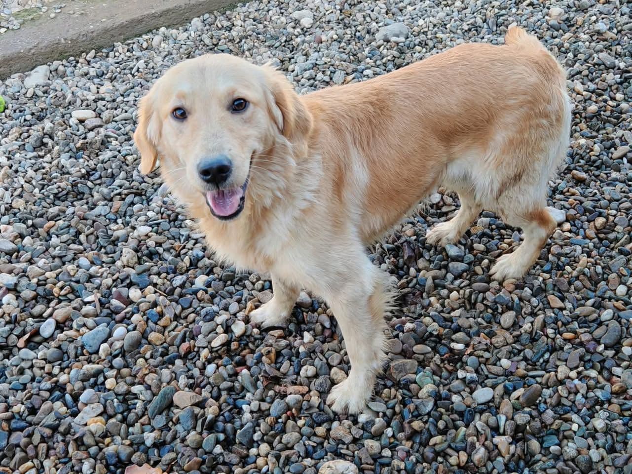İnsan Canlısı, Enerjik Golden Retriever Sahiplendirme, Tuzla / İstanbul