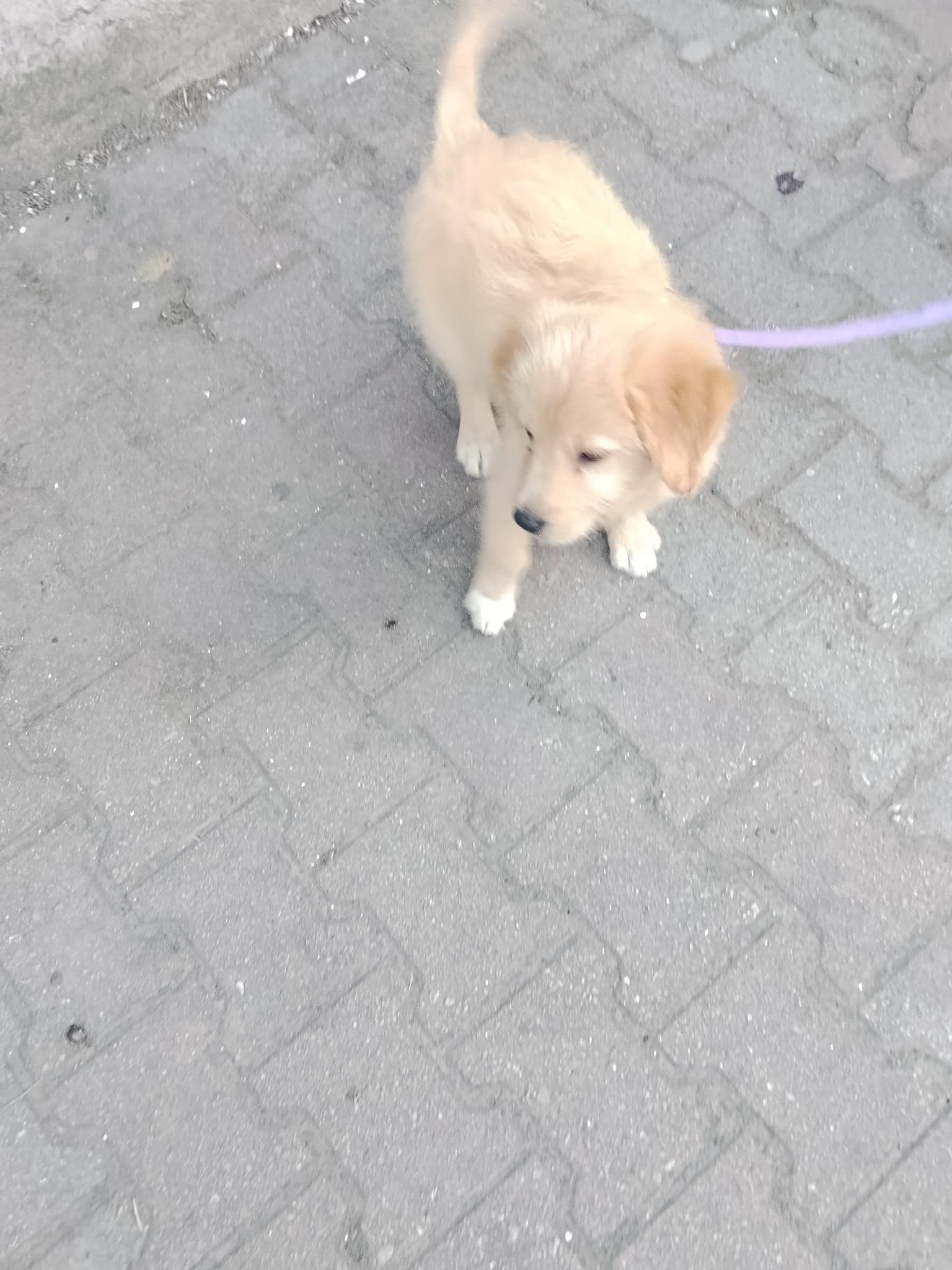 Golden retreiver yavru köpek, Pendik / İstanbul