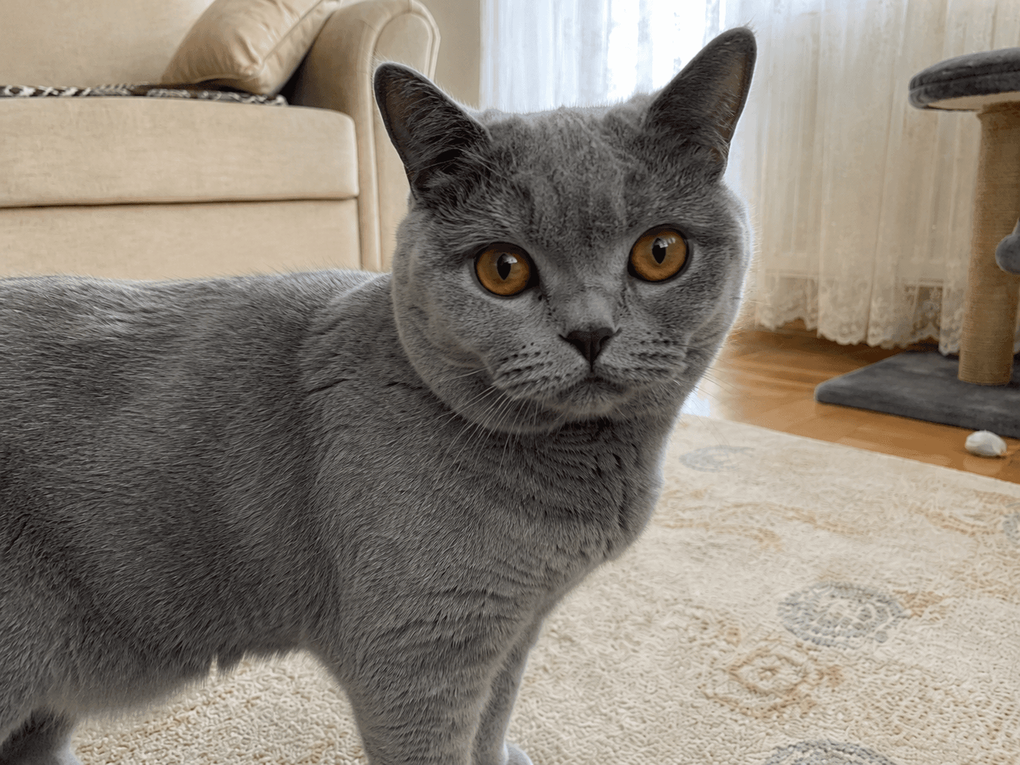 Gri British Shorthair İçin Güzel Bir Yuva Arıyoruz, Güzelbahçe / İzmir