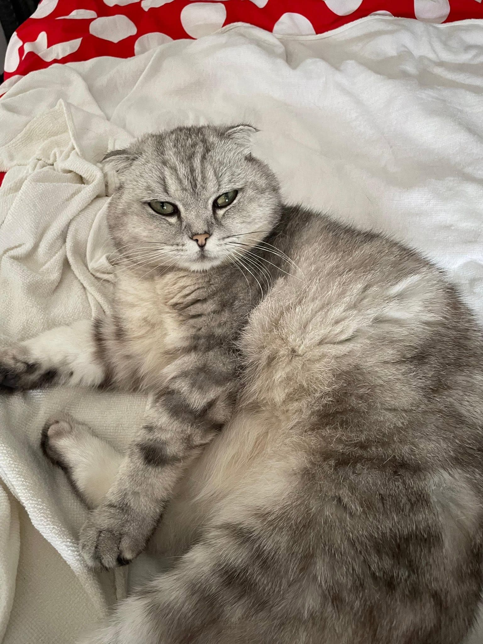 Güzeller Güzeli Scottish Fold Luna Yeni Yuvasını Arıyor, Dörtdivan / Bolu