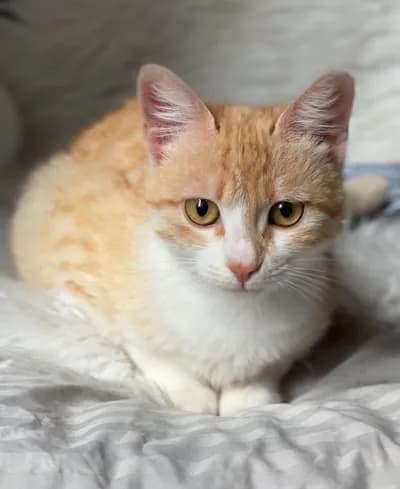 Sarı-Beyaz Erkek Kedi - Ücretsiz Sahiplendirme - Sinop