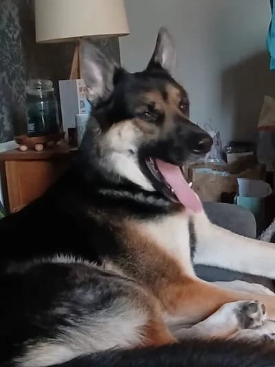 (Alman Çoban Köpeği) - Çankırı