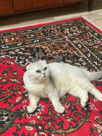Göz Alıcı Tüy Yapısıyla Scottish Fold Silver Shaded - Yuva Arayışı - İstanbul