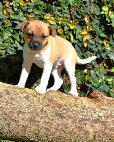 Oyuncu Terrier Yavru - İstanbul