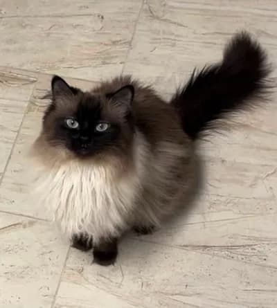 Kucak Sevdalısı Asil Himalayan/Ragdoll Oğlumuz - ÜCRETSİZ Yuvalandırma - Karabük