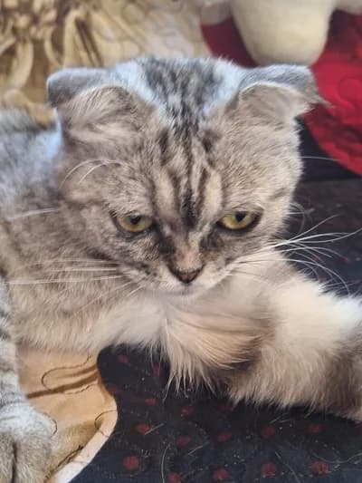 Evimizin Uysal Üyesi Scottish Fold Silver Tabby - Sahiplendirme - Nevşehir