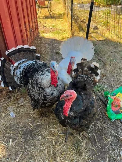 Besili ve İri Boy Damızlık Hindi / Fiyatlı Satılıktır! 🦃🌾 - Tunceli