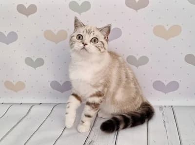 British Shorthair Silver Tabby Yavru Kedi - Sahiplendirme - Eskişehir