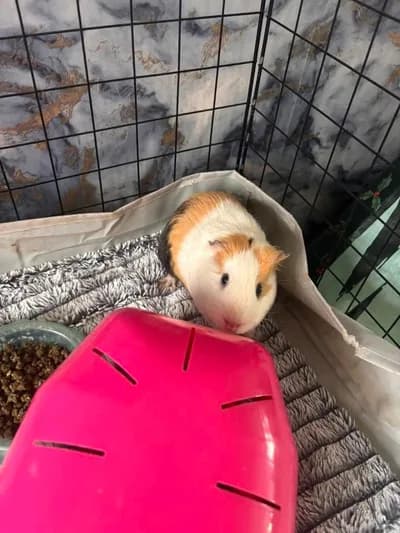 Çok Tatlı Guinea Pig / Uygun Fiyata Devredilecektir! - Adana