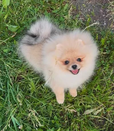 Ailemizin Yeni Üyesi Olacak Pomeranian Yavruları İçin İletişime Geçin - Çankırı