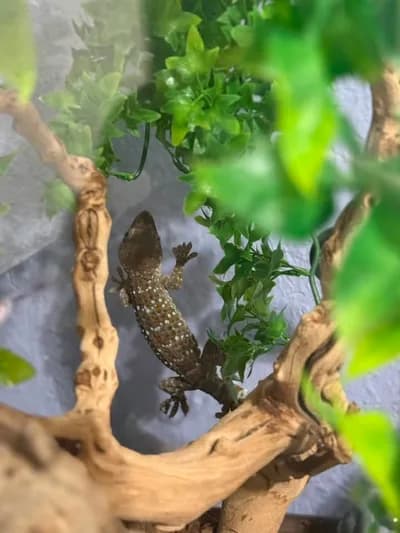 Tokay Gecko (Tokay Kertenkelesi) - Sağlıklı & Aktif - Hatay