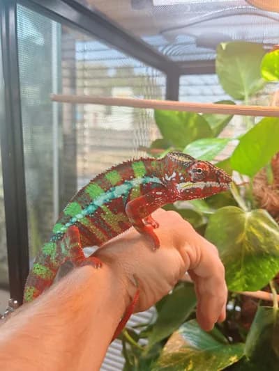 Yüksek Renk Formu Panter Bukalemun (Panther Chameleon) - Bayburt