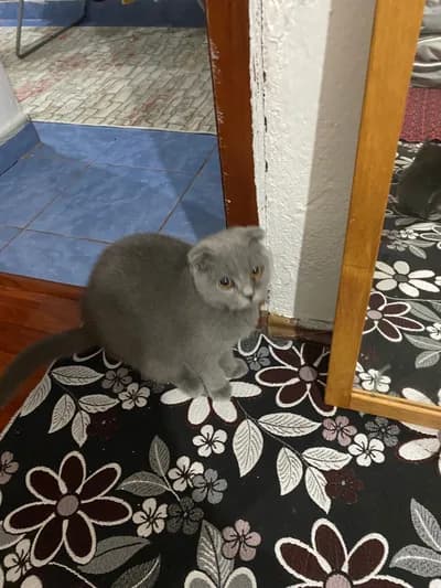 Sahiplendirme - Ankara