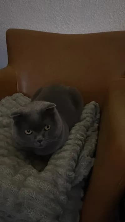 Alerji Nedeniyle Zorunlu Sahiplendirme - 2 Yaşında Scottish Fold (Mavi/Duman) - Ankara