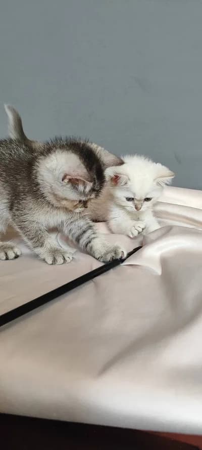 Safkan British Shorthair Yavrular - Bolu