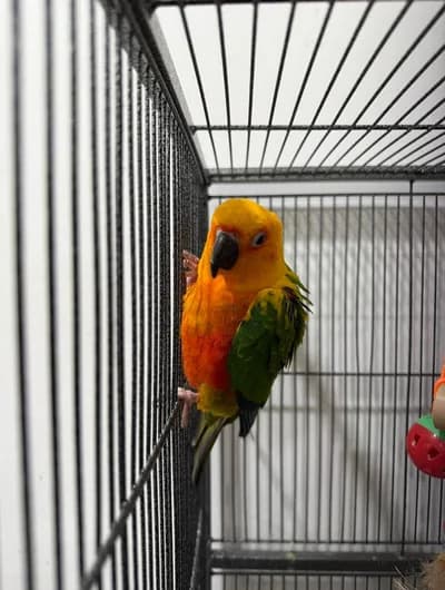 Oyuncu Sun Conure Papağanı - Iğdır