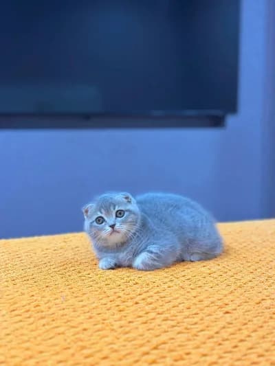 Duman Rengi Kıvrık Kulak Scottish Fold Yavrumuz - Çanakkale