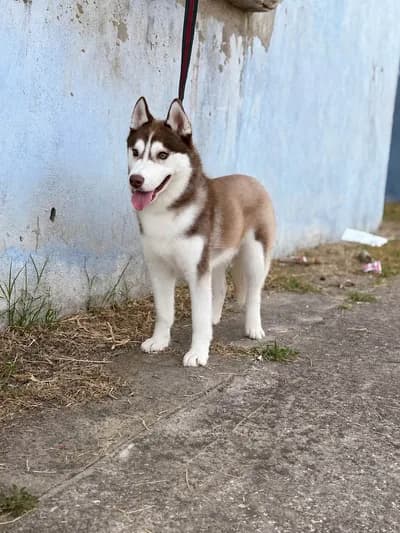 Ömürlük Yuvasını Arıyor: Genç Kızıl-Beyaz Sibirya Kurdu (Husky)! - Kırıkkale