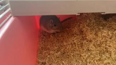 Ele Alışkın Oyuncu Gerbil (Moğol Çöl Sıçanı) / Uygun Fiyata - İstanbul