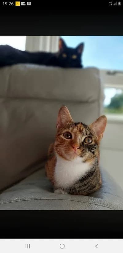 Minik Prensese Ömürlük Yuva! 🐾 / Ücretsiz Sahiplendirme 🌸 - Kütahya