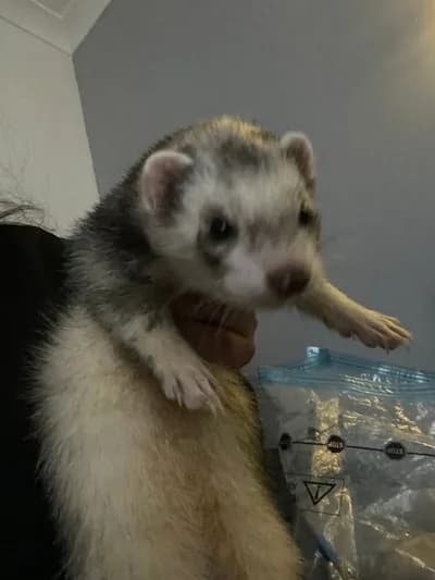 Ele Alışkın Oyuncu Ferret (Gelincik) / Uygun Fiyata Devredilecektir! - İstanbul
