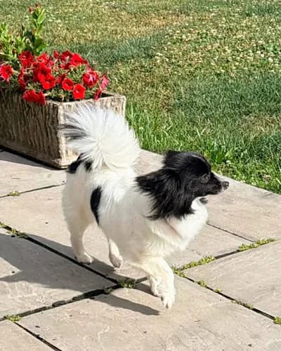 Aşılı, Oyun Sever Sevimli Mini Papillon "Oreo" - Yozgat