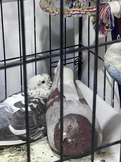 Tedavileri bitti, evde bakamıyorum / Güvercin sevdalısı birine ömürlük yuva - Bilecik