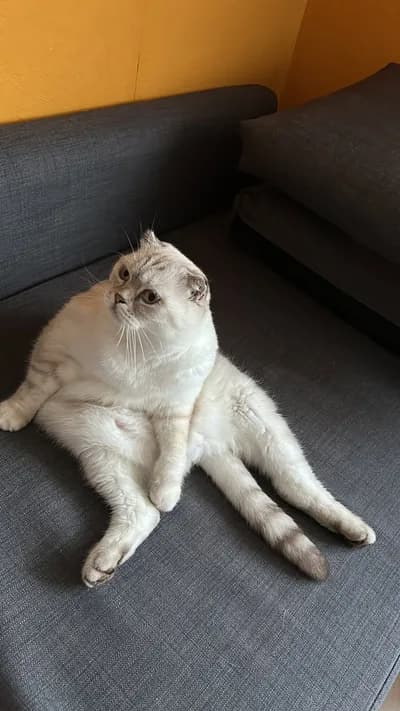 Scottish Fold Kedimize Sevgi Dolu Yuva! 🐱✨ (Sahiplendirme) - İstanbul