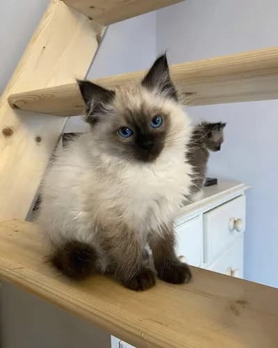 Mavi Gözlü Pamuk Tüy Ragdoll/Himalayan Bebek - İstanbul