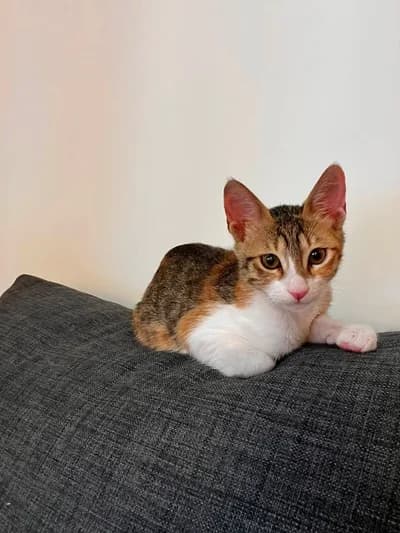 Bebek Kızımız İçin Yuva - Tekirdağ