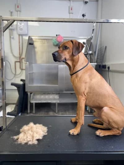 Asil ve Eğitimli Rhodesian Ridgeback Oğlumuz - Aksaray