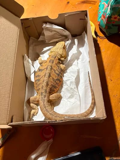 Sağlıklı Sakallı Ejder (Bearded Dragon) - Citrus Morph - Afyonkarahisar